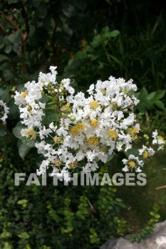 white flowers, white, flower, hangzhou, china, whites, flowers