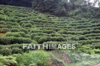 tea, tea plants, tea field, field, plant, crop, hangzhou, china, teas, fields, plants, crops