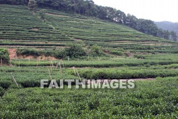 tea, tea plants, tea field, field, plant, crop, hangzhou, china, teas, fields, plants, crops