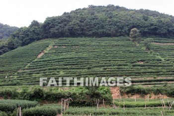 tea, tea plants, tea field, field, plant, crop, hangzhou, china, teas, fields, plants, crops