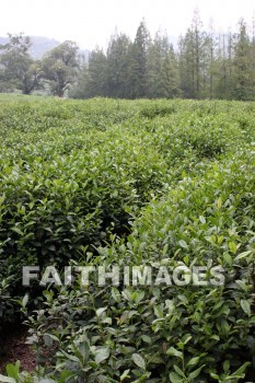 tea, tea plants, tea field, field, plant, crop, hangzhou, china, teas, fields, plants, crops