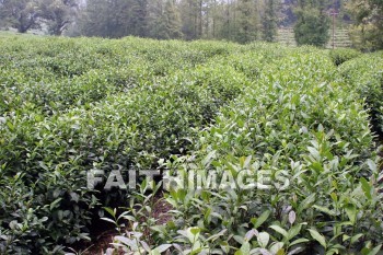 tea, tea plants, tea field, field, plant, crop, hangzhou, china, teas, fields, plants, crops