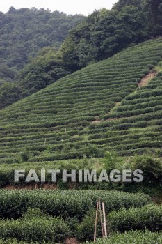 tea, tea plants, tea field, field, plant, crop, hangzhou, china, teas, fields, plants, crops