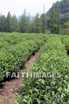 tea, tea plants, tea field, field, plant, crop, hangzhou, china, teas, fields, plants, crops
