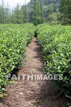 tea, tea plants, tea field, field, plant, crop, hangzhou, china, teas, fields, plants, crops