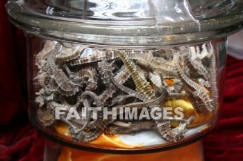 dried seahorses, chinese medicine, hu qing yu tang medicine shop, pharmacy, hangzhou, china, pharmacies