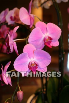 pink orchids, pink flowers, pink, flower, orchid, shanghai, china, pinks, flowers, orchids