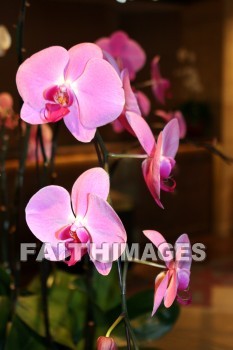 pink orchids, pink flowers, pink, flower, orchid, shanghai, china, pinks, flowers, orchids