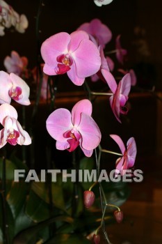 pink orchids, pink flowers, pink, flower, orchid, shanghai, china, pinks, flowers, orchids