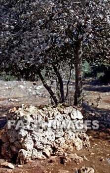 mount, Carmel, Israel, Galilee, mountain, range, Mediterranean, sea, Haifa, Elijah, pagan, prophet, test, fire, well, mounts, mountains, ranges, seas, pagans, prophets, tests, fires, wells