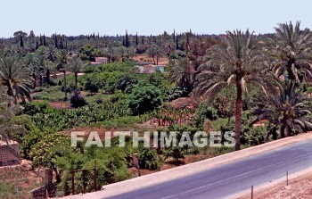 Jericho, Judea, Israel, wall, battle, War, Joshua, Elisha, elisha's spring, joshua 3--8, 2 kings 2:19-22, elisha's fountain, ain es-sultan spring, miracle, tropical, palm trees, Oleander, flower, sea level, winter resort, trade route, walls, battles, wars, miracles, flowers