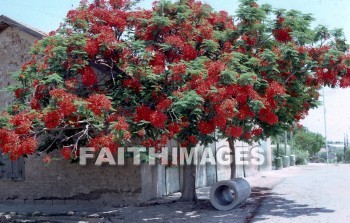 Jericho, Judea, Israel, wall, battle, War, Joshua, Elisha, elisha's spring, joshua 3--8, 2 kings 2:19-22, elisha's fountain, ain es-sultan spring, miracle, tropical, palm trees, Oleander, flower, sea level, winter resort, trade route, walls, battles, wars, miracles, flowers