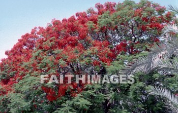 Jericho, Judea, Israel, wall, battle, War, Joshua, Elisha, elisha's spring, joshua 3--8, 2 kings 2:19-22, elisha's fountain, ain es-sultan spring, miracle, tropical, palm trees, Oleander, flower, sea level, winter resort, trade route, walls, battles, wars, miracles, flowers