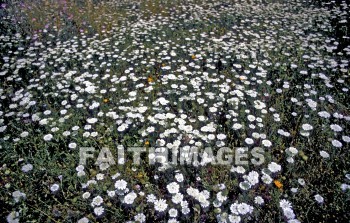 Israel, Galilee, sea, Jesus, ministry, miracle, lake, Jordan, river, fishing, Name, Gennesaret, chinnereth, Tiberias, Ein, Gev, flower, seas, ministries, miracles, lakes, rivers, names, flowers