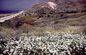 Israel, Galilee, sea, Jesus, ministry, miracle, lake, Jordan, river, fishing, Name, Gennesaret, chinnereth, Tiberias, Ein, Gev, flower, seas, ministries, miracles, lakes, rivers, names, flowers