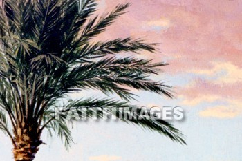 palm, tree, plant, palms, trees, plants