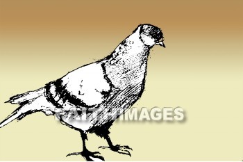 Dove, holy spirit, symbol, matthew 3: 13-17, doves, symbols