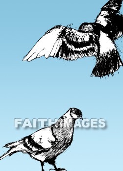 Dove, holy spirit, symbol, matthew 3: 13-17, doves, symbols