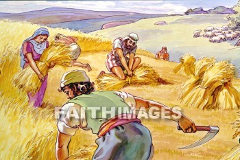 grain, Wheat, barley, harvest, harvesting, harvested, agriculture, farm, farming, farmed, farmer, sickle, bundle, grains, harvests, agricultures, farms, farmers, sickles, bundles