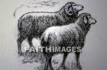 sheep, wool, mutton, Ram, ewe, lamb, wools, muttons, Rams, lambs