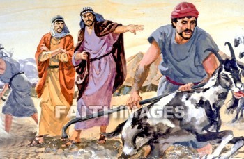 Jacob, laban, genesis 30, sheep, Goat, animal, dividing, divide, division, Divided, goats, animals, Divides, divisions