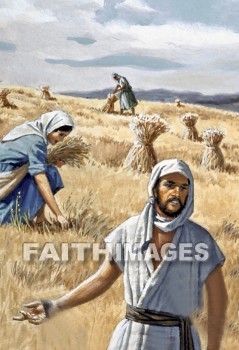 Ruth, bethlehem, ruth 2, Naomi, mother-in-law, Boaz, barley, field, grain, agriculture, harvest, farm, farming, mothers-in-law, fields, grains, agricultures, harvests, farms