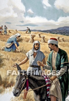Ruth, bethlehem, ruth 2, Naomi, mother-in-law, Boaz, barley, field, grain, agriculture, harvest, farm, farming, mothers-in-law, fields, grains, agricultures, harvests, farms