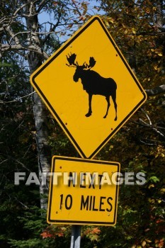 moose, sign, signboard, signage, signboards, message, information, communicate silently, non, verbally, signal, signs, messages, signals