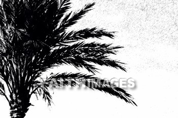 palm, tree, plant, palms, trees, plants