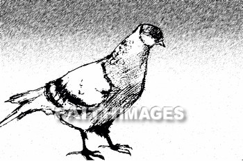 Dove, holy spirit, symbol, matthew 3: 13-17, doves, symbols