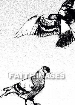 Dove, holy spirit, symbol, matthew 3: 13-17, doves, symbols