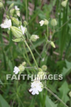 white flowers, white, flower, door county, wisconsin, whites, flowers