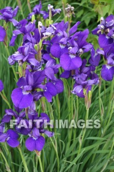 purple iris, purple flowers, purple, flower, door county wisconsin, purples, flowers