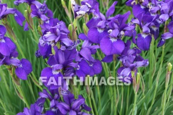 purple iris, purple flowers, purple, flower, door county wisconsin, purples, flowers