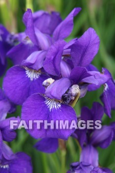 purple iris, purple flowers, purple, flower, door county wisconsin, purples, flowers