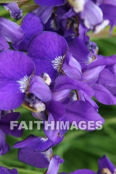 purple iris, purple flowers, purple, flower, door county wisconsin, purples, flowers