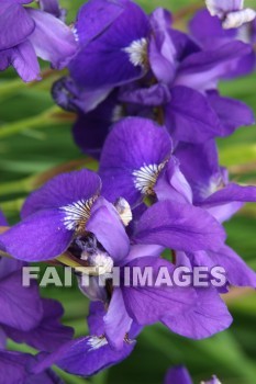 purple iris, purple flowers, purple, flower, door county wisconsin, purples, flowers