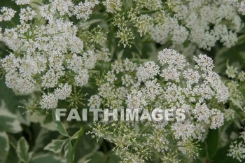 queen anne's lace, white flowers, white, flower, door county, wisconsin, whites, flowers