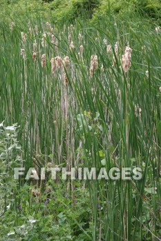 cattail, plant, Pond, door county, wisconsin, cattails, plants, ponds
