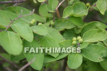 berry, door county, wisconsin, Berries