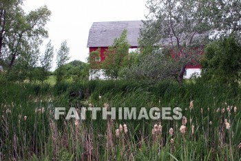 red barn, red, barn, Pond, cattail, plant, door county, wisconsin, barns, ponds, cattails, plants