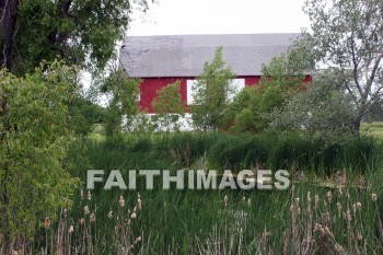 red barn, red, barn, Pond, cattail, plant, door county, wisconsin, barns, ponds, cattails, plants