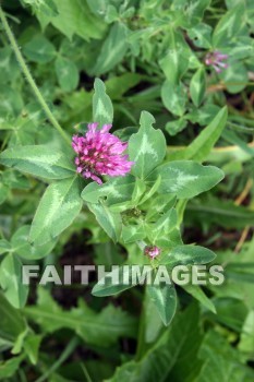 wild clover, wildflower, clover, hay, door county, wisconsin, wildflowers, clovers, hays