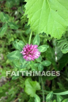 wild clover, wildflower, clover, hay, door county, wisconsin, wildflowers, clovers, hays