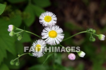 wild daisies, daisy, wild, white flowers, flower, white, door county, wisconsin, daisies, flowers, whites