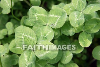 wild clover, wildflower, clover, hay, door county, wisconsin, wildflowers, clovers, hays