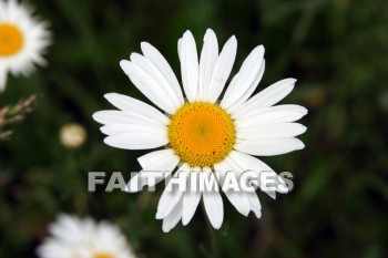 wild daisies, daisy, wild, white flowers, flower, white, door county, wisconsin, daisies, flowers, whites