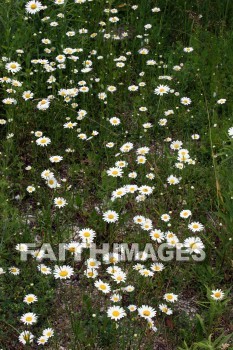 wild daisies, daisy, wild, white flowers, flower, white, door county, wisconsin, daisies, flowers, whites