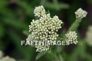 bud, queen anne's lace, white flowers, flower, white, door county, wisconsin, buds, flowers, whites