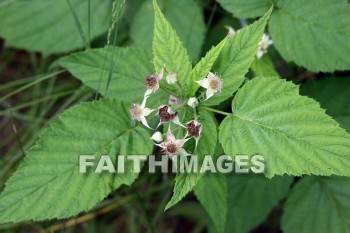 wild raspberries, berry, wild, raspberry, matured, door county, wisconsin, Berries, raspberries